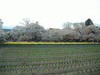実相寺の桜(3)