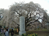 実相寺の桜(4)