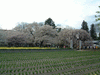 実相寺の桜(5)