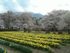 実相寺の桜に囲まれた山高神代桜(2)