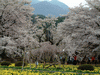 山高神代桜(2)