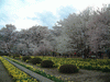 実相寺の桜(8)