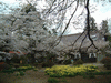 実相寺の桜(10)