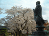 実相寺の桜(12)