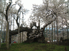 山高神代桜(8)