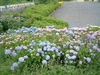 井持浦で見かけた紫陽花(2)