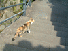 龍馬通りの猫(3)