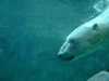 旭山動物園(38)／ホッキョクグマのもぐもぐタイム