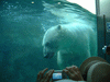 旭山動物園(39)／ホッキョクグマのもぐもぐタイム