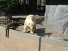 旭山動物園(49)／ほっきょくぐま館／ホッキョクグマ