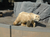 旭山動物園(50)／ほっきょくぐま館／ホッキョクグマ