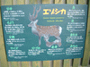 旭山動物園(57)／エゾシカの森