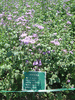ファーム富田(29)／彩りの畑の薄い紫／アゲラタム