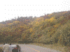 磐梯吾妻スカイラインでの紅葉/黄葉(1)