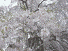 三春の滝桜(2)