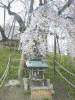 三春の滝桜(3)