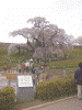 三春の滝桜(4)