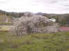 三春の滝桜(7)