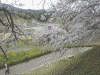 三春の滝桜(8)