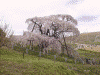 三春の滝桜(11)