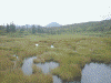 神仙沼・沼付近の湿原(2)