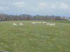 羊ヶ丘展望台の羊(1)