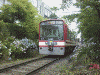 箱根登山鉄道沿線のあじさい(6)