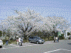 日限(ひぎり)地蔵尊の桜(3)