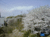 八幡山一帯の桜(3)
