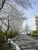 八幡山一帯の桜(5)