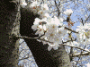 八幡山一帯の桜(8)