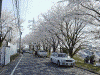八幡山一帯の桜(10)