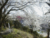八幡山一帯の桜(13)