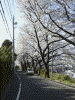 戸塚税務署付近の桜(9)