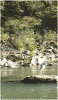 保津川下り(6)：岩場にたたずむサギ