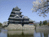 松本城の桜(12)