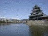 松本城の桜(15)