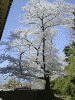 松本城の桜(2)