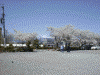 松本城の桜(7)