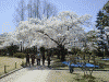 松本城の桜(9)