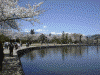 松本城の桜(13)