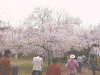 高遠の桜(1)