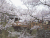 高遠の桜(3)