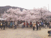 高遠の桜(6)