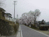 高遠城址公園へのアプローチの桜(4)