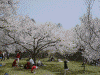 高遠城址公園入口の桜(3)