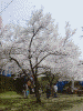 高遠城址公園入口の桜(4)