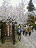 高遠城址公園入口の桜(7)