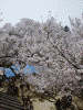 高遠閣から見た桜(1)