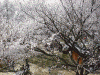 高遠閣から見た桜(2)